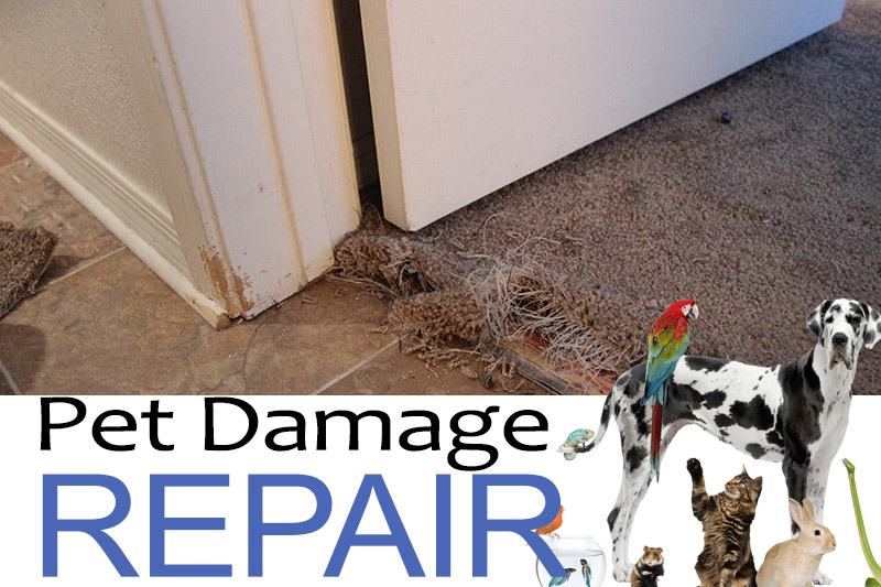 pet-carpet-damage-repair